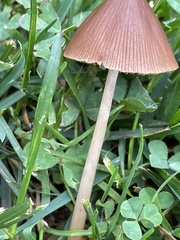 Conocybe tenera