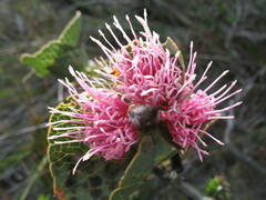Hakea cucullata