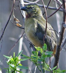 Saltator coerulescens