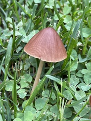 Conocybe tenera