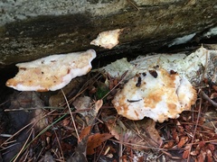 Fuscopostia fragilis