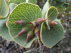 Hakea cucullata
