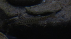Oncorhynchus kisutch