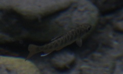 Oncorhynchus kisutch