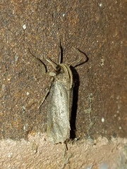 Acrolophus texanella