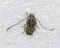 Anthribidae