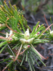 Adenanthos