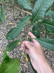 Chionanthus ramiflorus