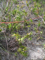 Adenanthos