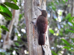 Xiphorhynchus guttatus