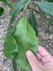 Chionanthus ramiflorus