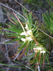 Adenanthos