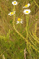 Tripleurospermum maritimum