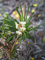 Adenanthos