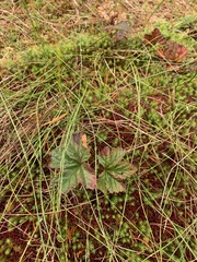 Rubus chamaemorus