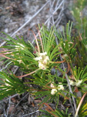 Adenanthos