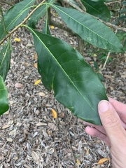 Chionanthus ramiflorus