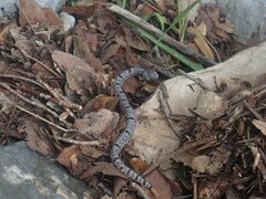 Crotalus lepidus klauberi