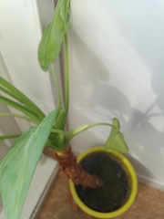 Anthurium andraeanum