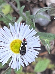 Acmaeodera amabilis
