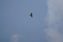 Accipiter trivirgatus