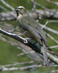 Saltator coerulescens