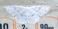 Cyclophora pendulinaria