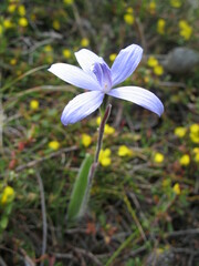 Cyanicula sericea