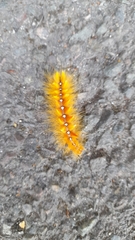 Acronicta aceris