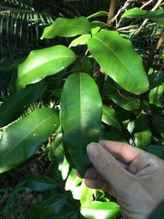 Mischocarpus pyriformis