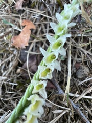 Spiranthes spiralis