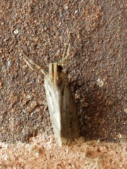 Acrolophus texanella