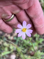 Cosmos parviflorus