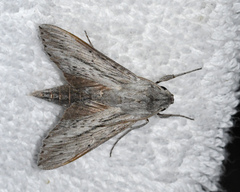 Erinnyis guttularis
