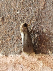 Acrolophus texanella