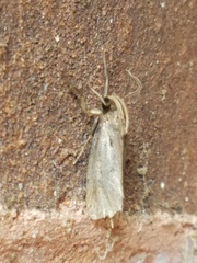 Acrolophus texanella