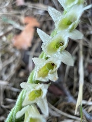 Spiranthes spiralis