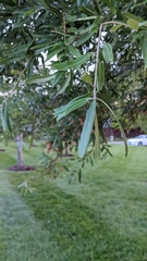 Quercus phellos