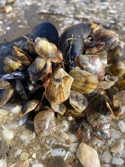Electroma papilionacea