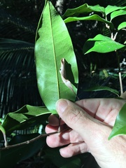 Mischocarpus pyriformis