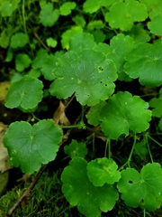 Hydrocotyle americana