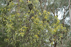 Acacia obliquinervia