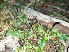 Cyrtostylis reniformis