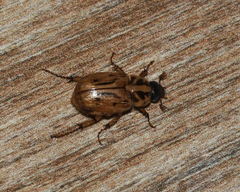 Cyclocephala notata