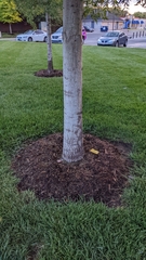 Quercus phellos