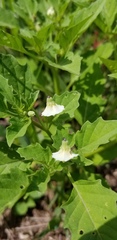Physalis angulata