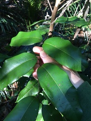 Mischocarpus pyriformis