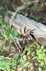 Cyrtostylis reniformis