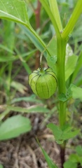 Physalis angulata