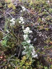 Galium boreale